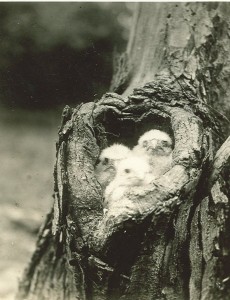 chicks