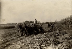 cornfield