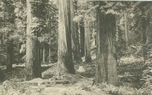 redwoods