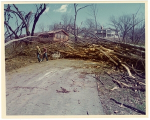 Photograph of trees and debris blocking a road.